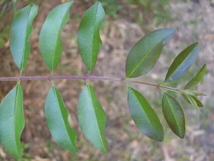Small leaf