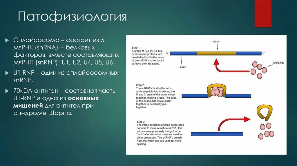 Малая ядерная РНК. Малая ядерная РНК строение. МЯРНК функции.