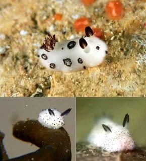 Jorunna parva a nudibranch popularly known as sea bunny Pretty.