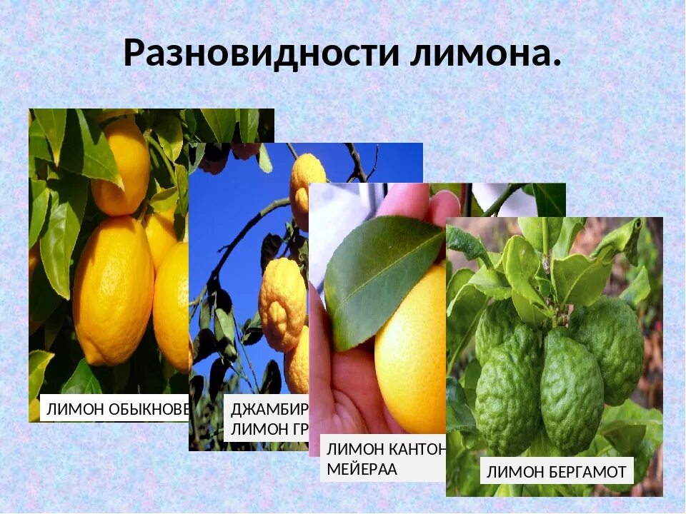 Лимон мейера гибриды цитрусовых. Абхазский лимон сорт. Лимон лисбон. Лимонарий уфа. Сорт лимона соренто.