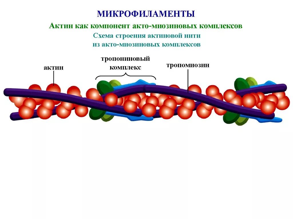 Цитоскелет актиновые микрофиламенты. Строение актина и миозина. Актин структура. Микрофиламенты в растительной клетке. Актино