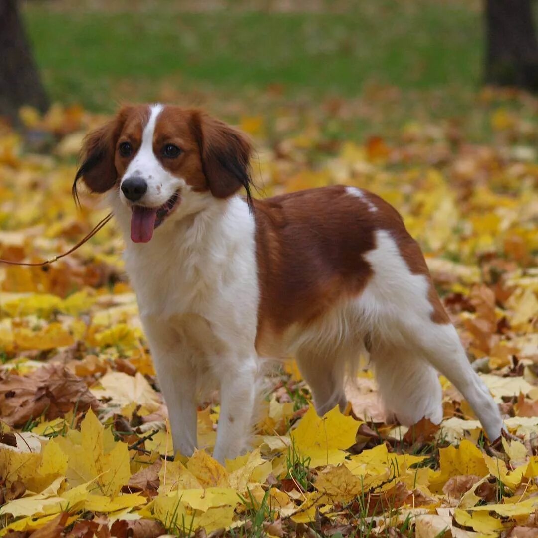 голландский кокер коикерхондье. голландский кокер спаниель. коикерхондье спаниели. нидерландский койкерхондье голландский спаниель. голландский спаниель коикерхондье.