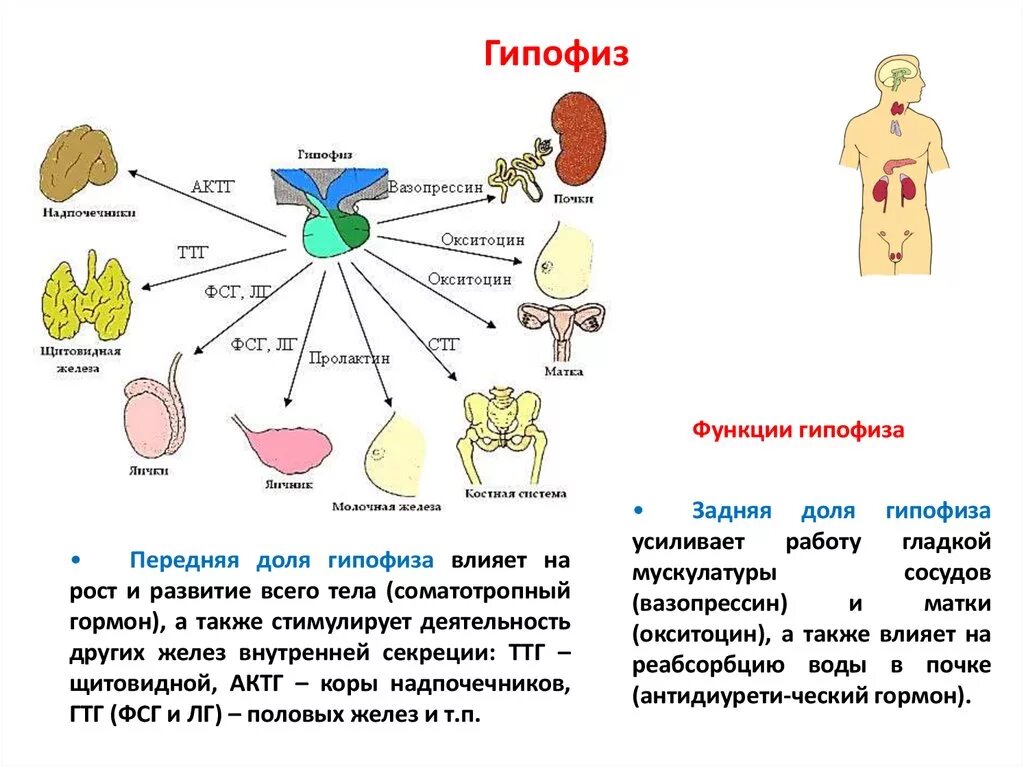 Гормоны вырабатываемые мозгом. Особенности строения гормона гипофиз. Гипофиз головного мозга функции таблица. Строение и функции гипофиза эндокринной системы. Расположение гормонов в долях гипофиза.