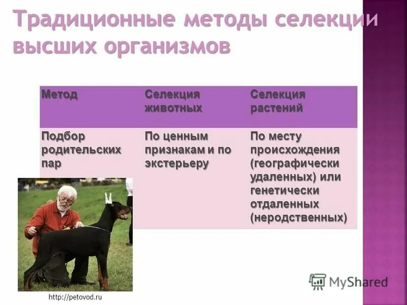 Подбор родительских пар селекция растений и животных. Селекция животных. Методы селекции растений. Чем отличается селекция растений от селекции животных