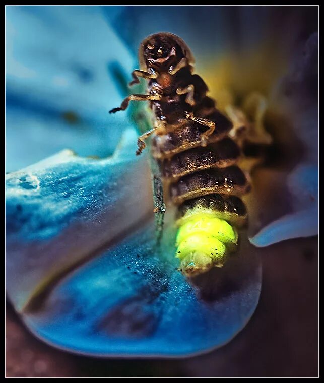 Светличков. Lampyris Noctiluca личинка. Светляк обыкновенный личинка. Жук светляк. Светлячок гусеница.