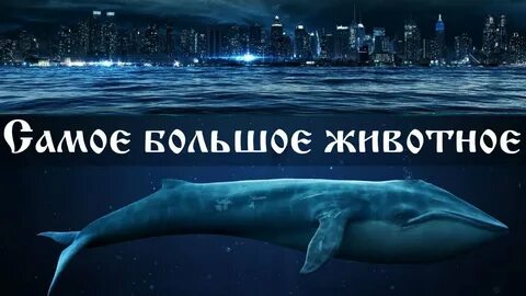 Какое самое правдивое