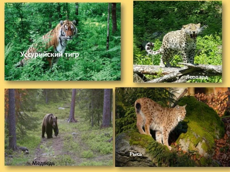 3 животных евразии. Животный мир Евразии. Растительный и животный мир Евразии. Растительный мир Евразии.