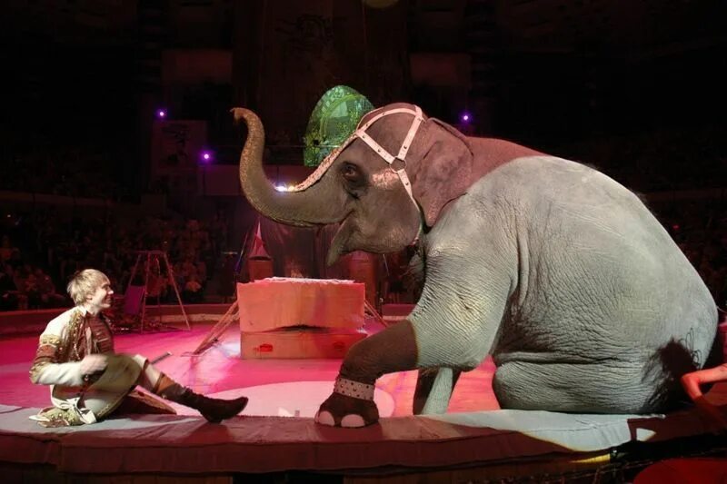 Девочка и слон цирк кисловодск. Цирк шапито шоу слонов великанов. Тайна слонов великанов. Цирк Никулина слоны. Тайну про слонов.