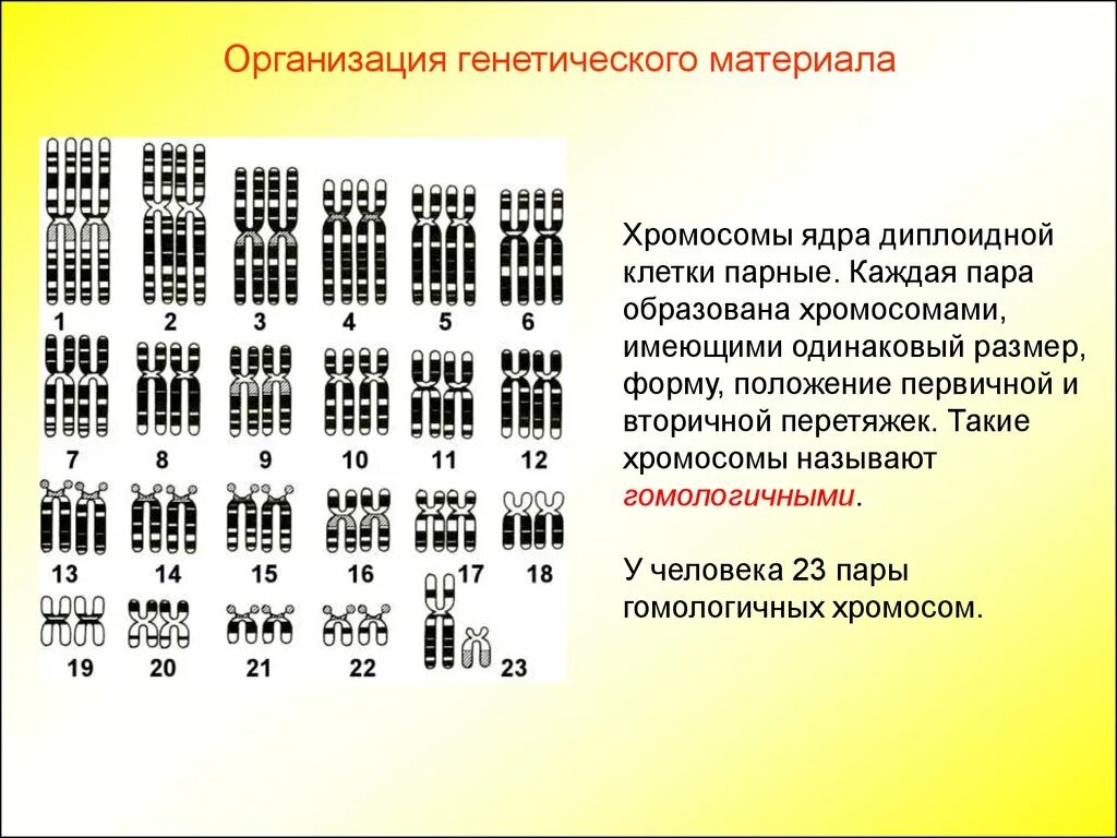 Пары хромосом. 23 Хромосомы у человека. 23 Пары хромосом у человека. Количество пар хромосом у человека. Парные хромосомы называются