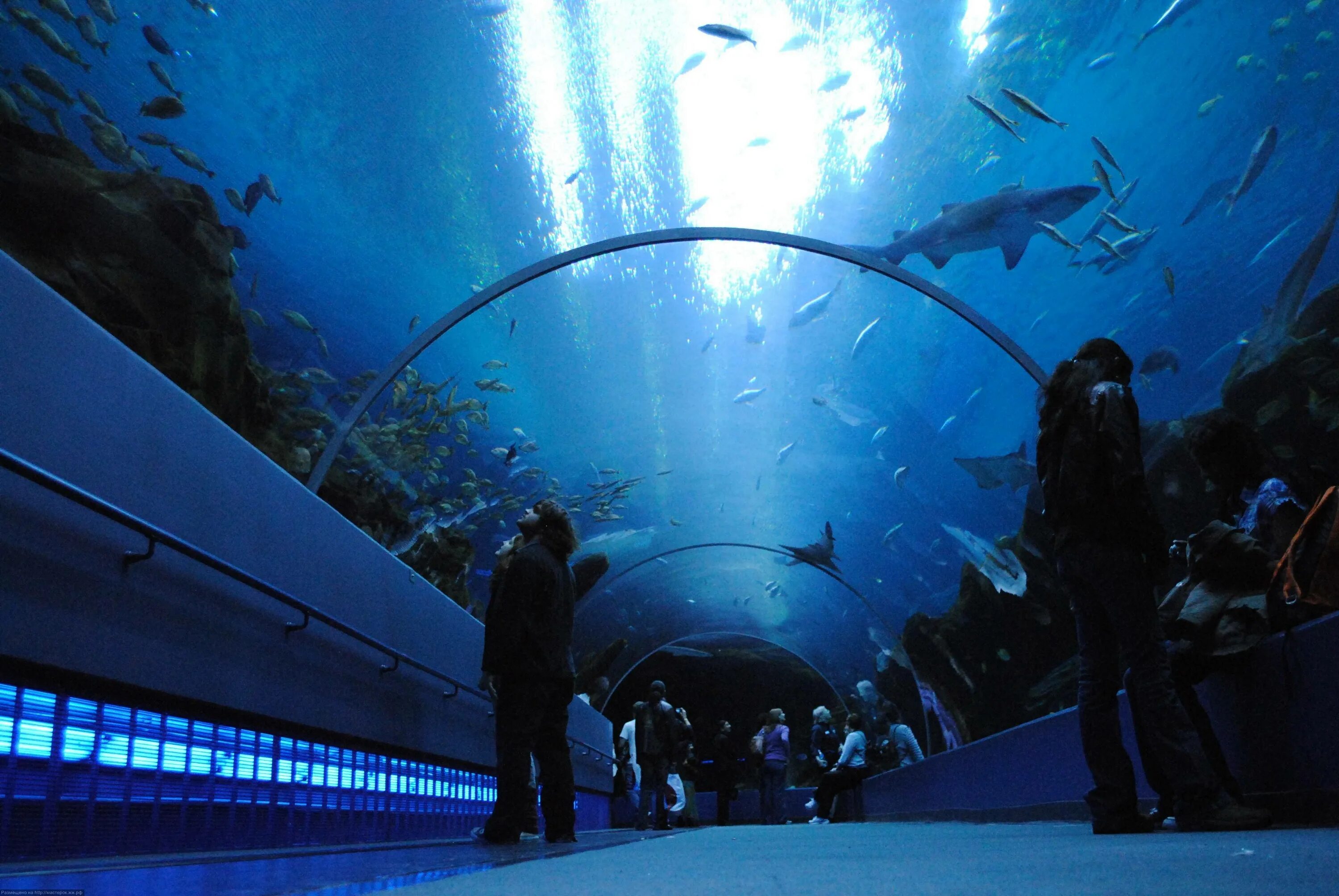 Океанариум Georgia Aquarium. Океанариум Джорджии Атланта. Океанариум в Сан Франциско. Океанариум Antalya Aquarium Амазонка.