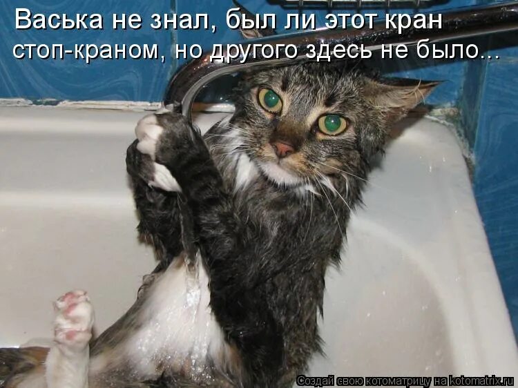 кошка моется. хотели ее искупать но не знали. елена гилберт в воде. помытый кот смешной. девушки моржи.