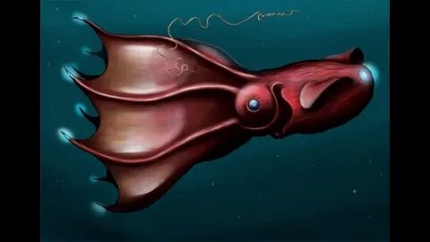 Vampire squid