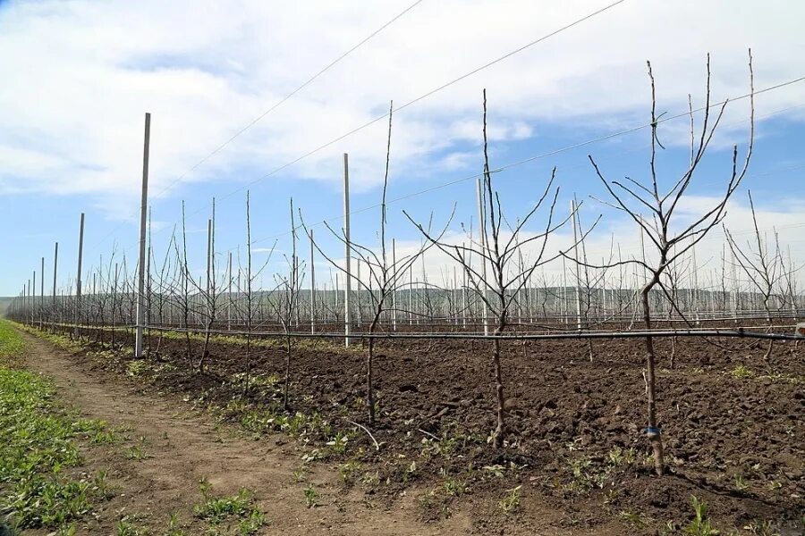 почвы в интенсивных садах. интенсивный шпалерный яблоневый сад. яблоневые сады суперинтенсивного типа. закладка интенсивного сада. интенсивный черешневый сад.