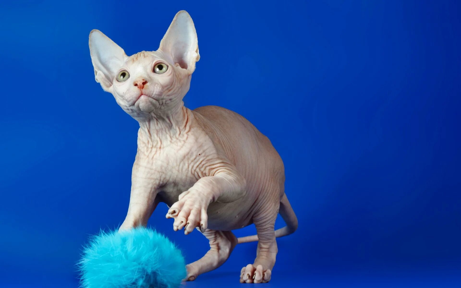 Сфинксы лучшие кошки