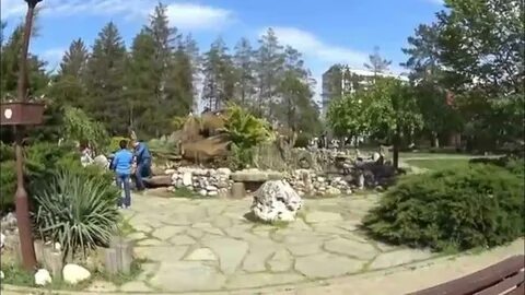 1000 сосен