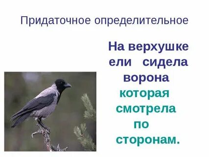 Разбор сидит ворона