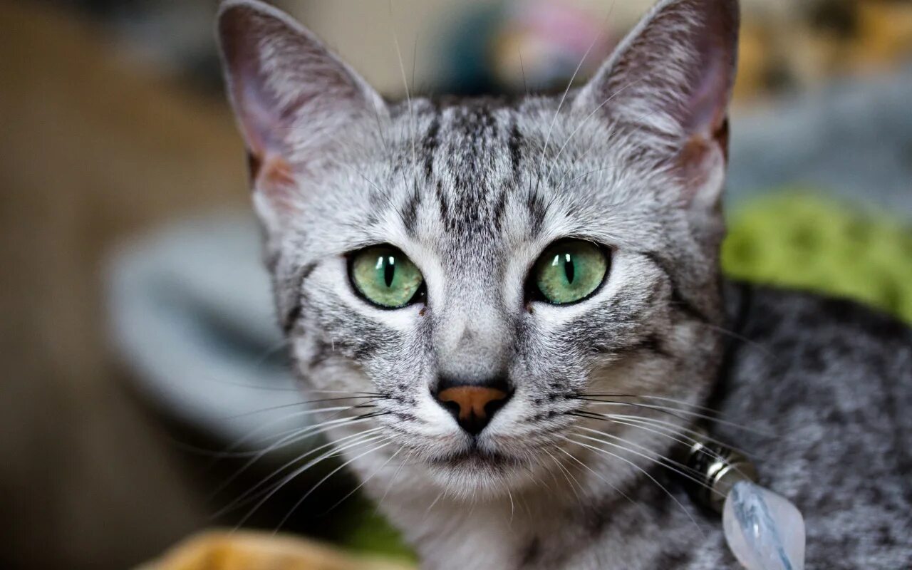 Фото кошек мау. Египетская МАУ кошка. Порода кошек Египетская МАУ. Египетская кошка Мем. Египетская МАУ котята.