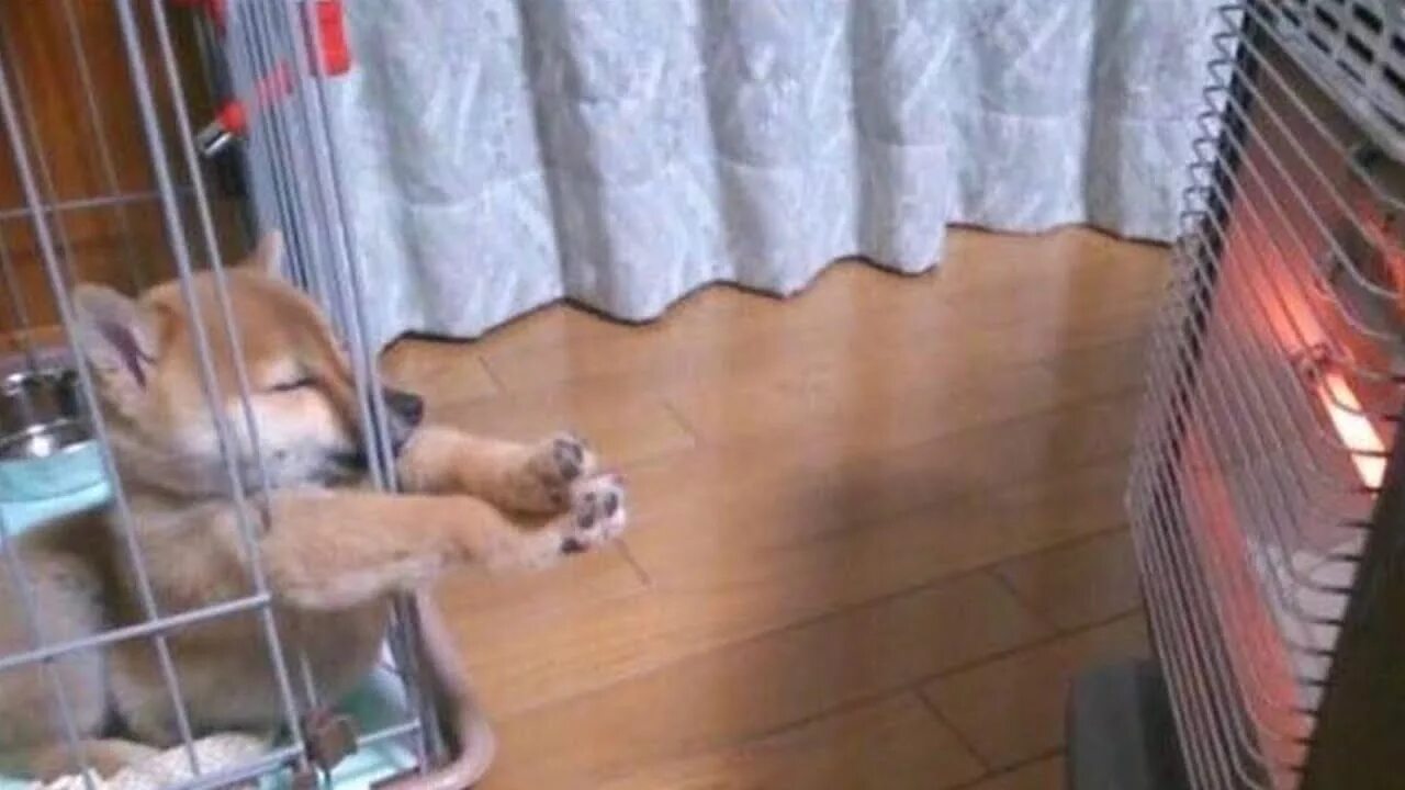 Почему животным тепло