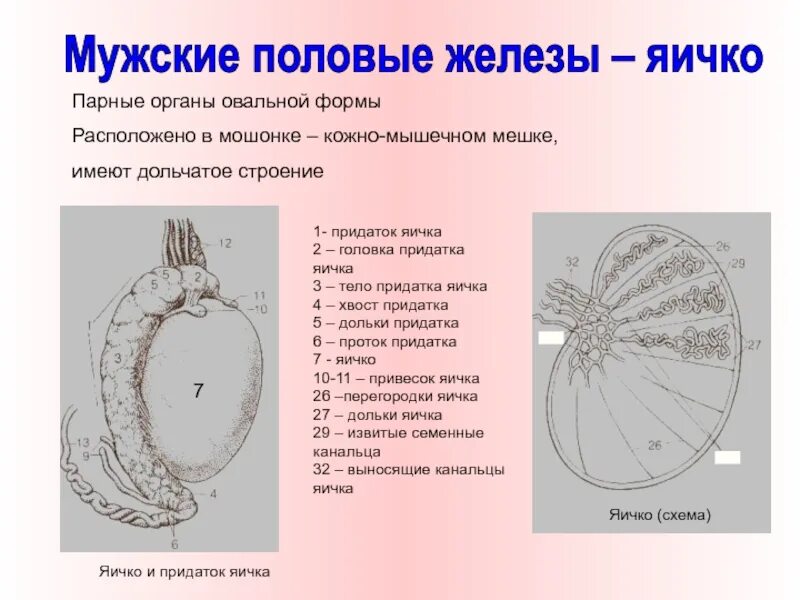 Образование придатка яичка. Внутреннее строение яичка. Схема яичка. Привесок придатка яичка анатомия. Дольки яичка.