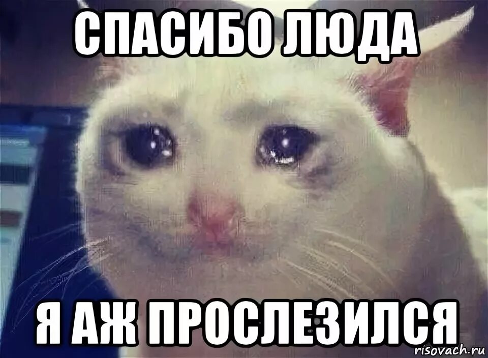 Спасибо дура кот