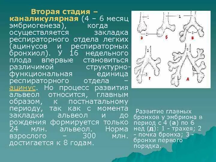 Стадии развития легких. Стадии развития лёгких. Стадии формирования легких. Этапы формирования легких у детей. Эмбриогенез дыхательной системы.