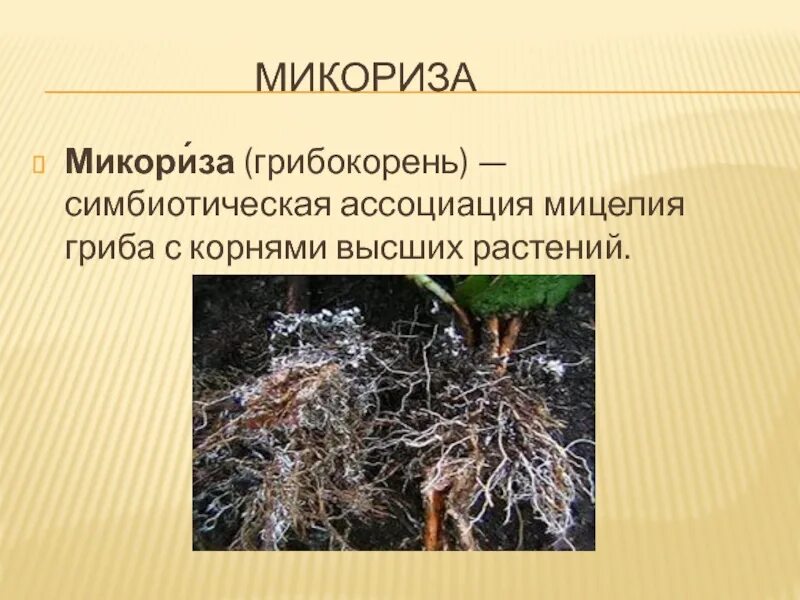 Грибы образующие микоризу с корнями. Шляпочные грибы микориза. Микориза грибокорень. Микориза осины. Грибокорень или микориза это.