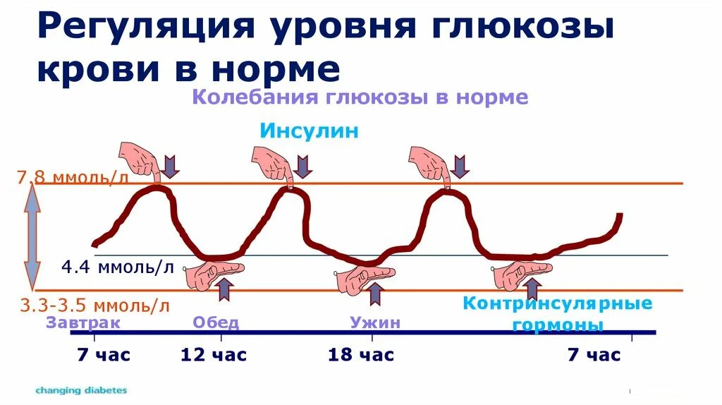 Через сколько восстанавливается цикл после. Диаграмма сахара в крови здорового человека. Динамика уровня Глюкозы в крови у здорового человека. График уровень Глюкозы инсулина. График выработки инсулина суточный.