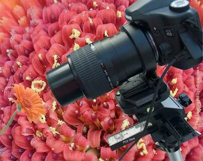 Объектив для макросъемки canon