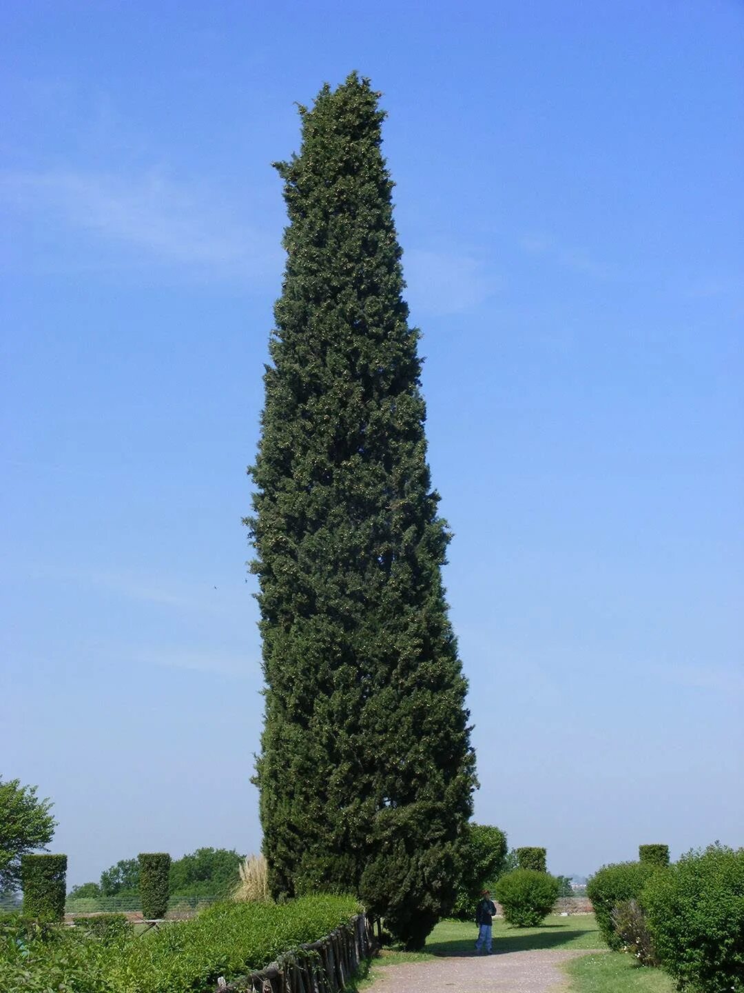 Кипарис вечнозеленый (Cupressus sempervirens). Кипарис Крымский пирамидальный. Кипарис Аполлон вечнозеленый. Кипарис вечнозеленый ‘пирамидальный’ — Cupressus sempervirens l. ‘pyramidalis’. Кипарис что это