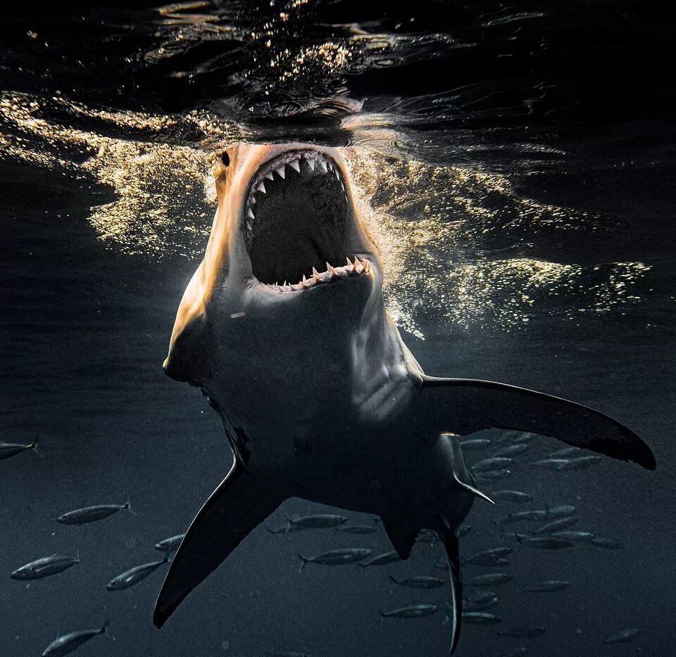 Акул очень. Акула белая, акула-людоед, кархародон. Кархародон мегалодон. Карибское море акулы. Белая акула людоед кархародон.