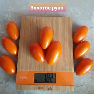 Томат золотое руно описание сорта фото