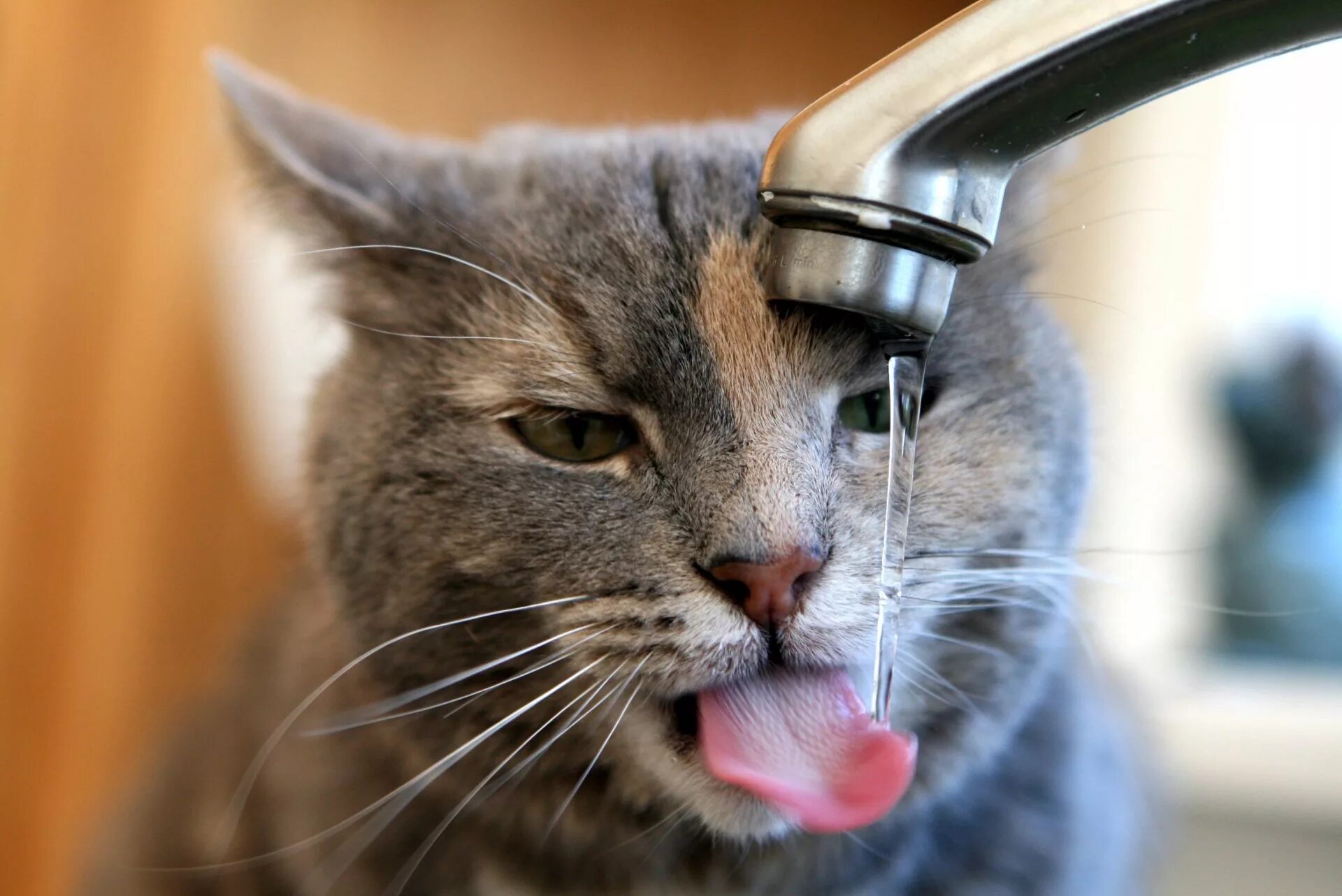 Котэ чистим