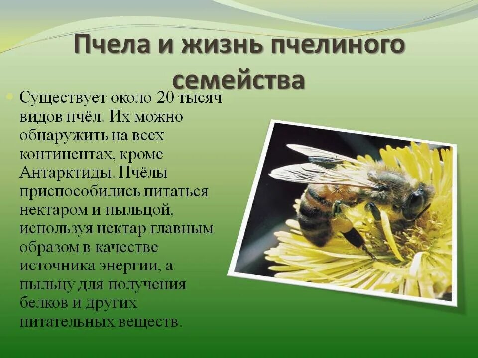 Образ жизни пчел. Интересное о пчелах. Интересные факты о пчелах. Удивительные факты о пчелах. Важная информация о пчелах 2