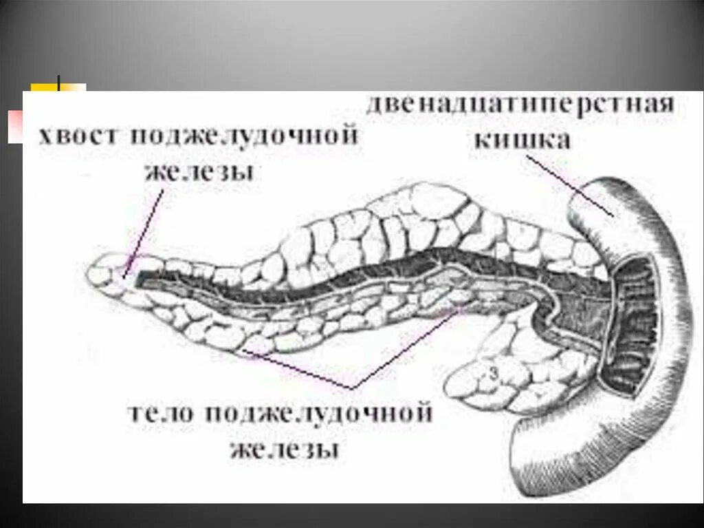 Строение поджелудочной железы КРС. Поджелудочная железа коровы анатомия. Строение поджелудочной железы собаки. Поджелудочная железа собаки анатомия строение. Поджелудочная железа свиньи