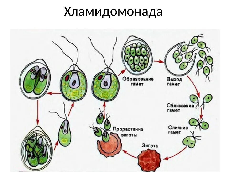 При делении жизненного цикла овощных растений. Размножение одноклеточных водорослей схема. Размножение хламидомонады схема. Размножение хламидомонады схема ЕГЭ. Хламида Монада цикл развития.