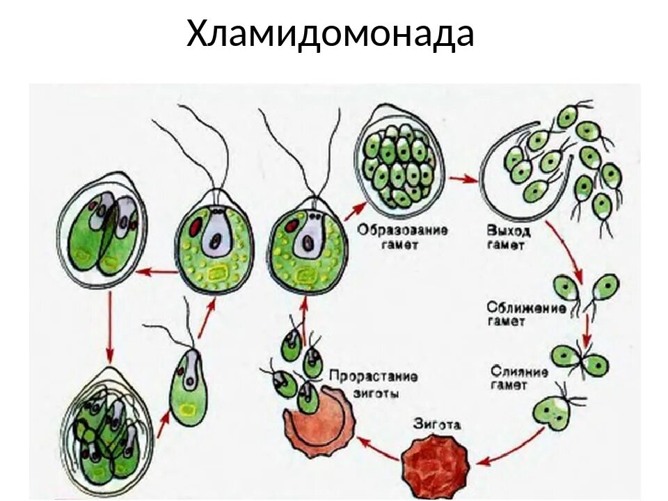 Жизненный цикл хламидомонады с подписями. Размножение одноклеточных водорослей схема. цикл размножения хламидомонады. жизненный цикл хламидомонады схема. цикл развития водорослей схема.