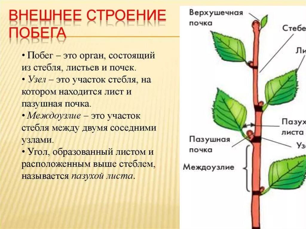 Какие функции выполняет ствол. Побег стебель почки. ПАЗУШНАЯ почка побег стебель. Почки верхушечные пазушные придаточные. Строение почки и побега.