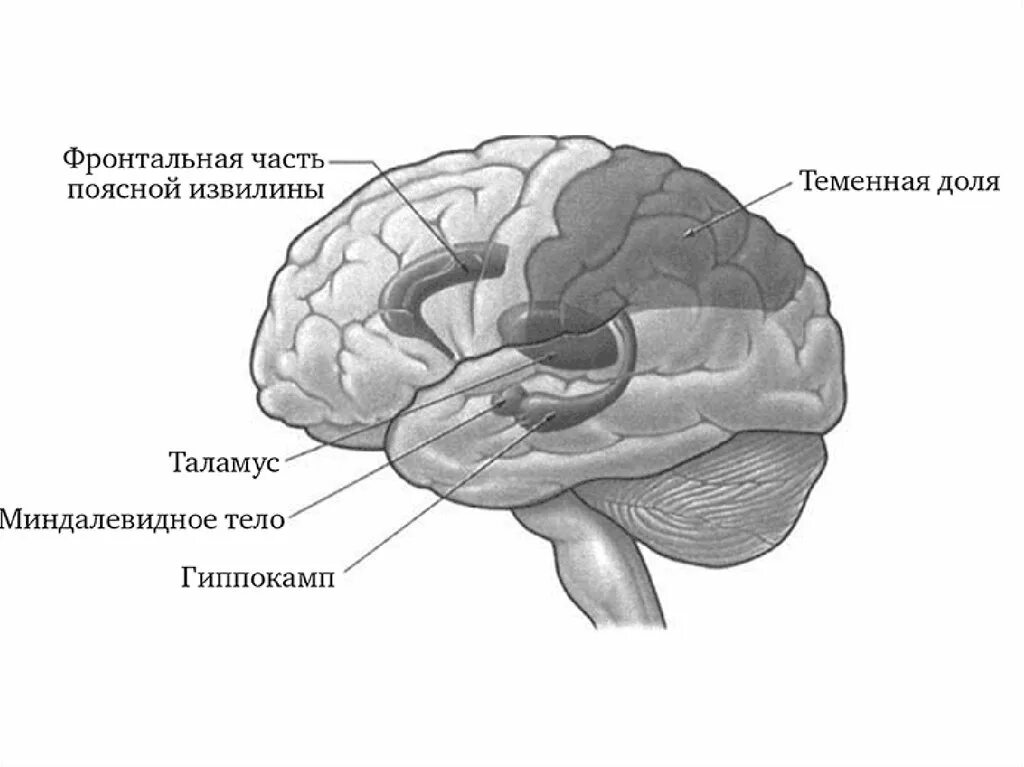 Центр мозга и тела. Миндалевидное тело в головном мозге строение. Миндалевидное ядро головного мозга. Строение мозга Амигдала.