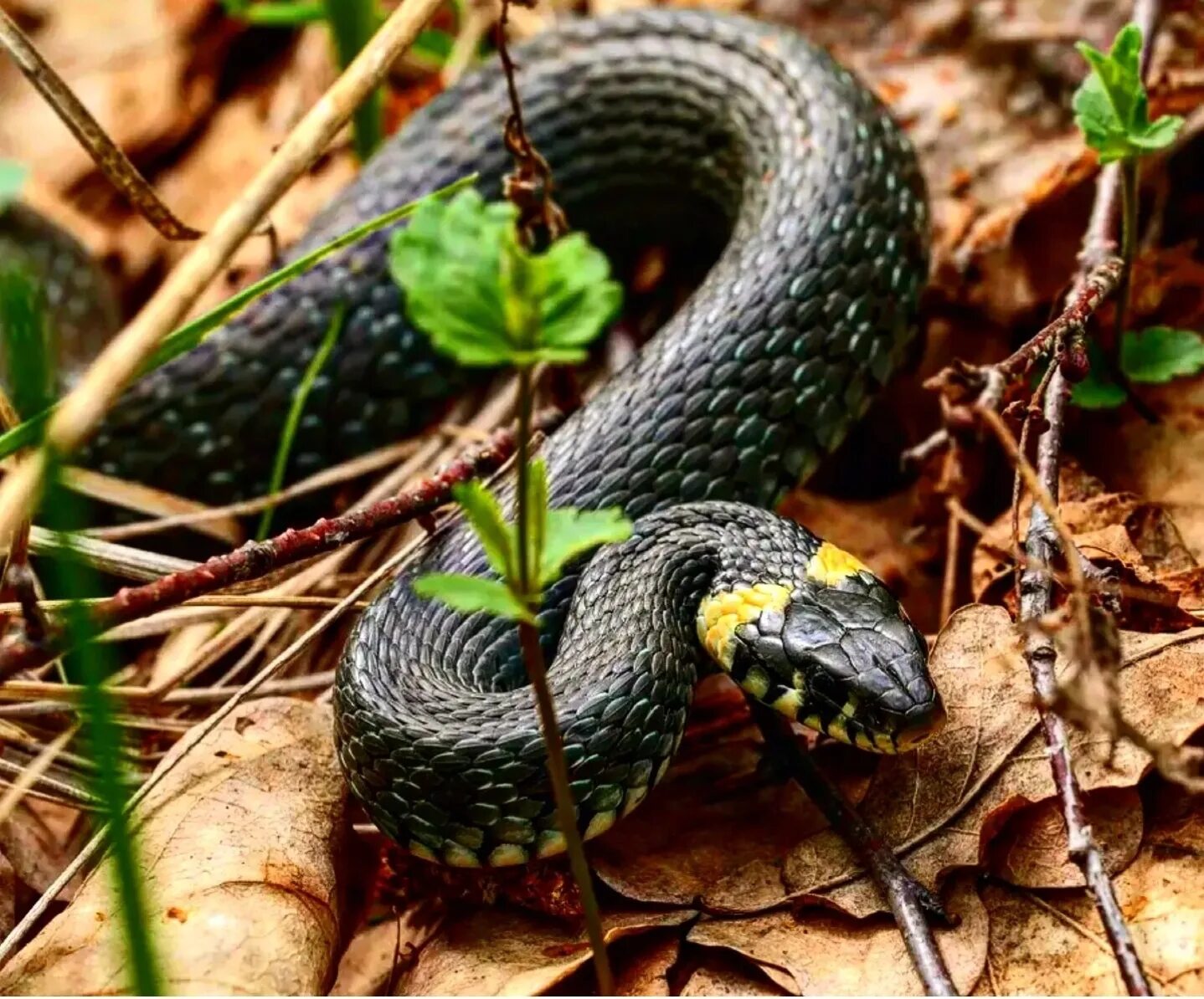 Grass snake. Обыкновенный уж Natrix Natrix. Обыкновенный уж (Natrix Natrix l.). Уж обыкновенный ХМАО. Обыкновенный уж Ужеобразные.