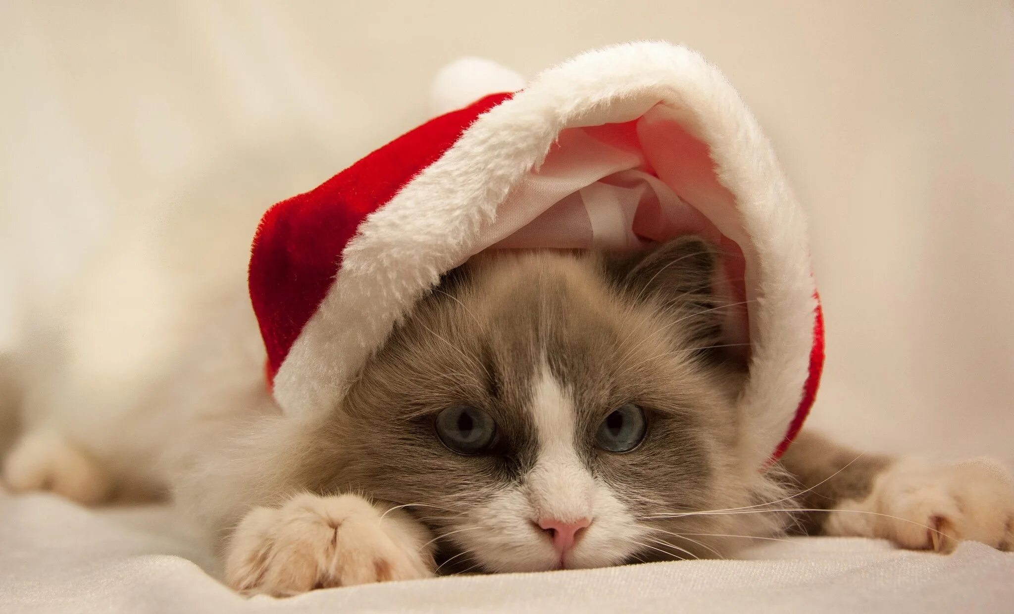 Новогодние аватарки с котиками милые. Новогодние котята. новогодний кот. кот новый год. коты в новогодних шапках.