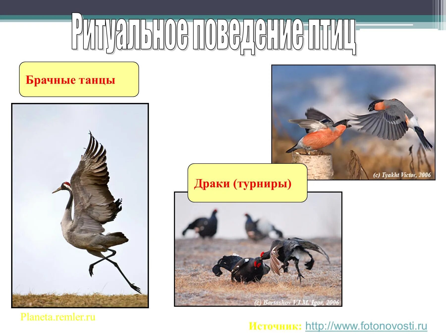 Ритуальное поведение птиц. Размножение птиц. Размножение и развитие птиц 7 класс. Птицы для презентации.
