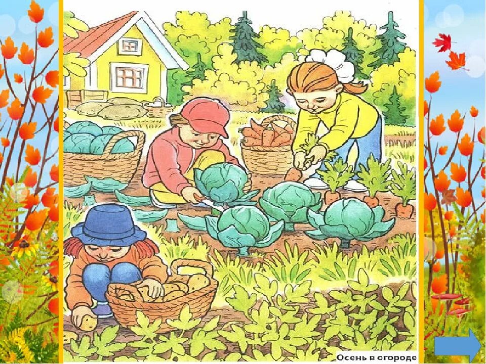 Тема недели сад огород. Сюжетная картина огород. Уборка урожая для детей. Огород осенью для детей. Картина сбор урожая для детского сада.