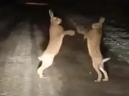Драка животно видео