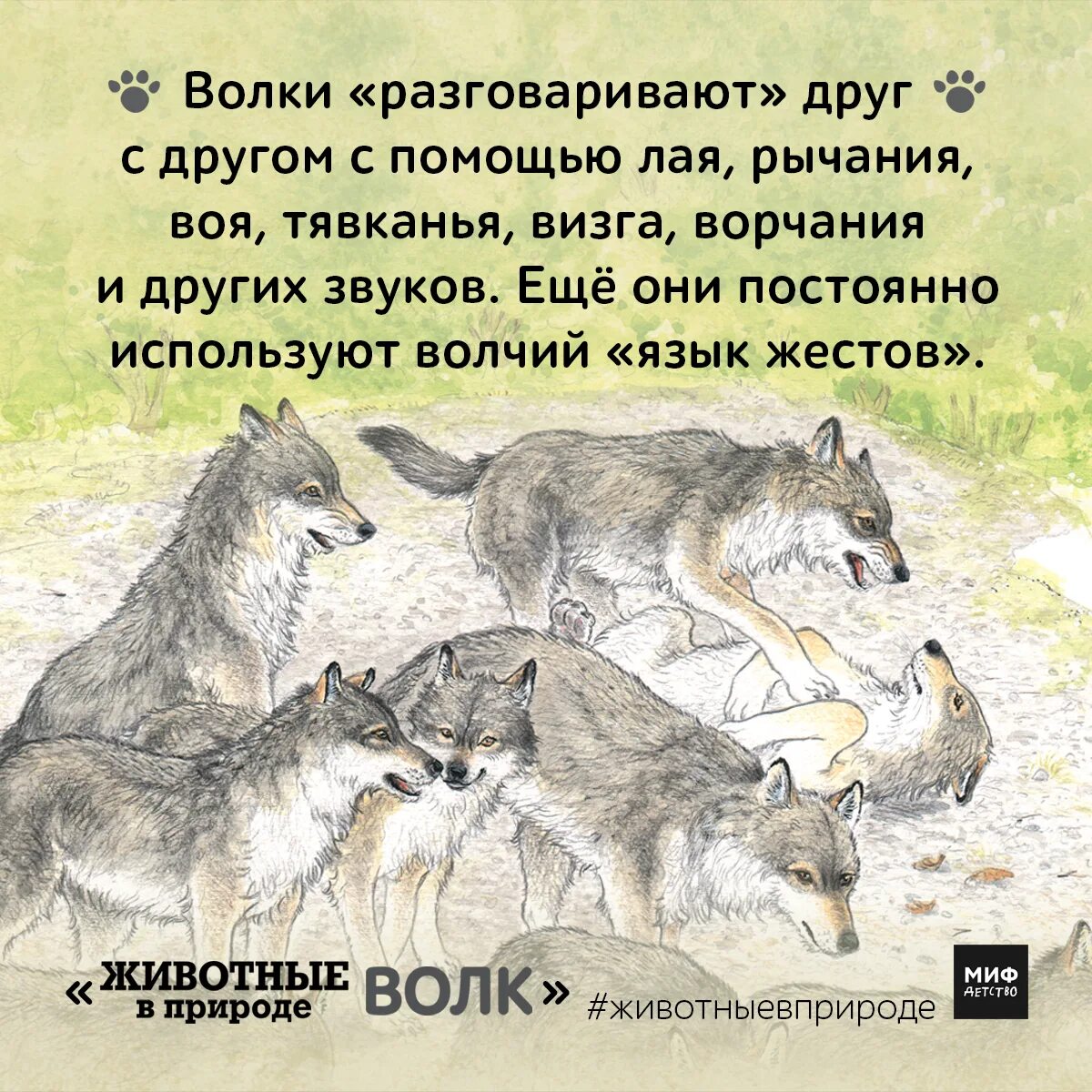 Волки общаются. Волк говорит. Язык Волков. Волки помогают друг другу.