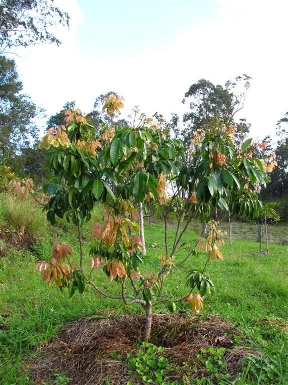Lychee (Litchi chinensis; Chinese: 荔 枝) is the sole member of the genus Litchi i