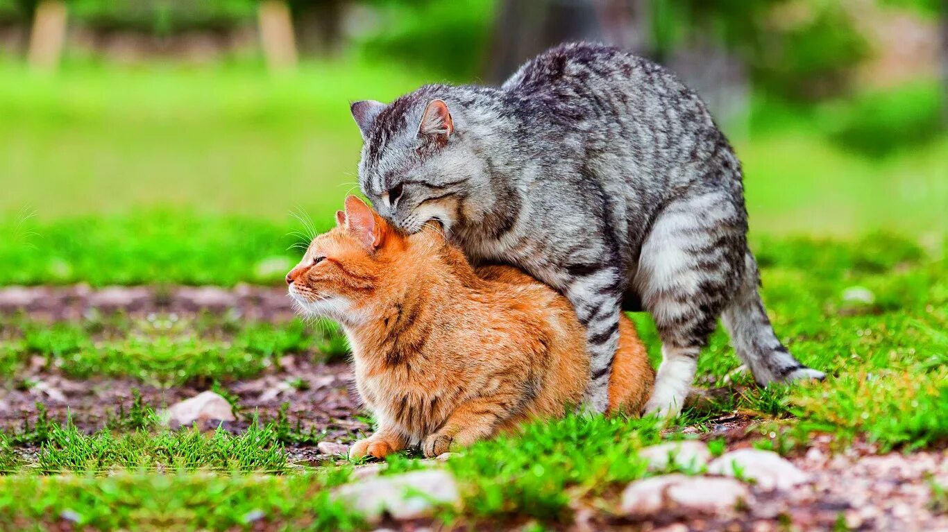 Кошки любящие бегать. Кошки спариваются. коты спариваютсяспариваются. кошки сношаются. кот и кошка спариваются.
