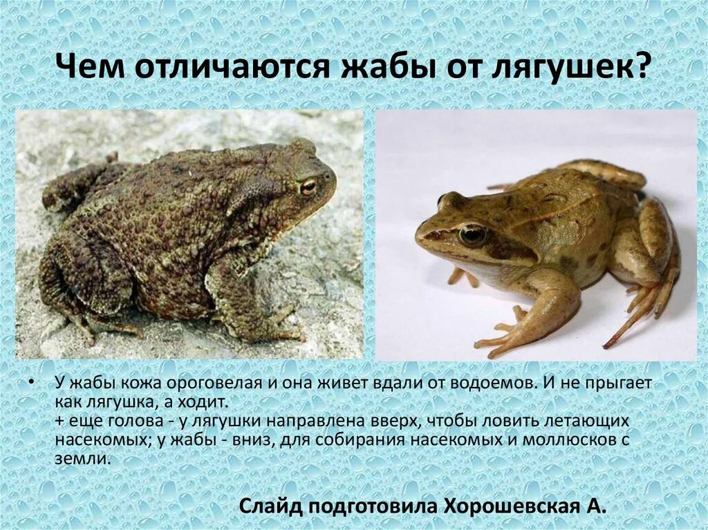 Отличие Жабы от лягушки. Жаба и лягушка отличия. Сходство и различие лягушки и Жабы. Как отличить жабу от лягушки.