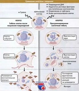 Процесс разрушения клеток