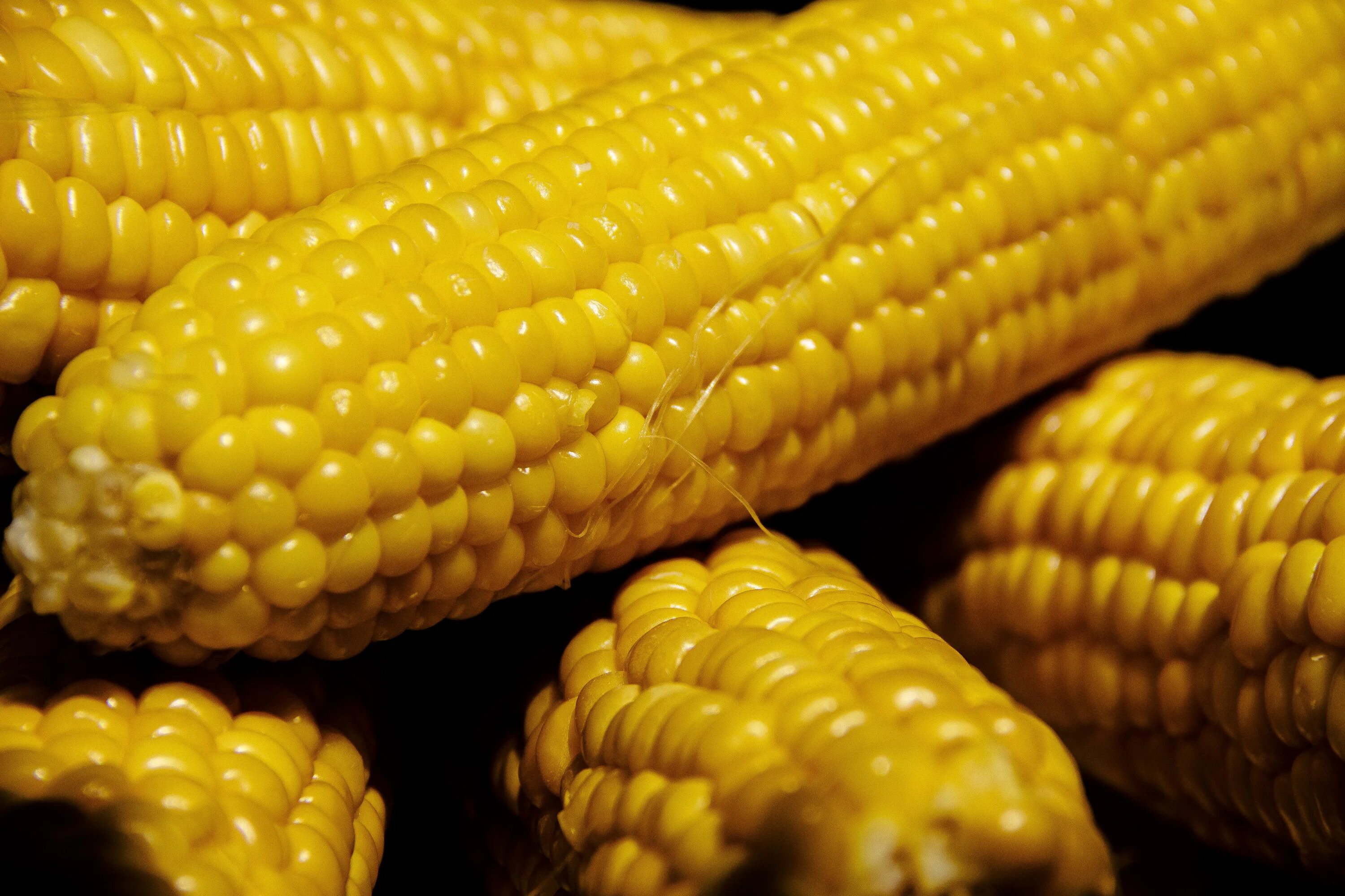 Mays corn. Вареная кукуруза Бондюэль. Кукуруза кормовая вареная. Кукуруза початок. Плод кукурузы.
