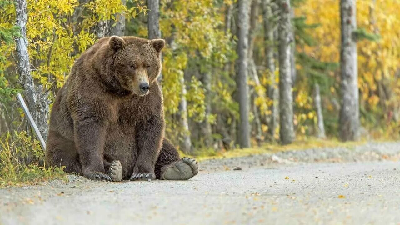 Собака вывела из леса медведей. Медведь. Медведь на фоне леса. Медведь в лесу. Медведь на фоне природы.